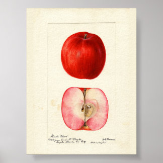 Poster Aquarelle pomologique variété Shasta