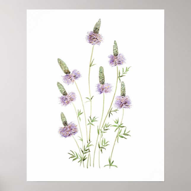 Poster aquarelle pourpre de cèdre (Devant)