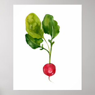 Poster Aquarelle Radis organique