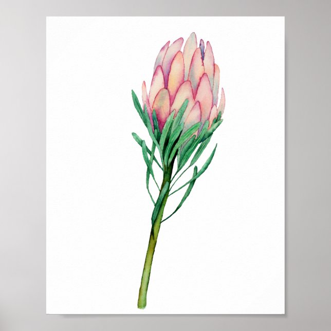 Poster Aquarelle rose Floral Art (Devant)