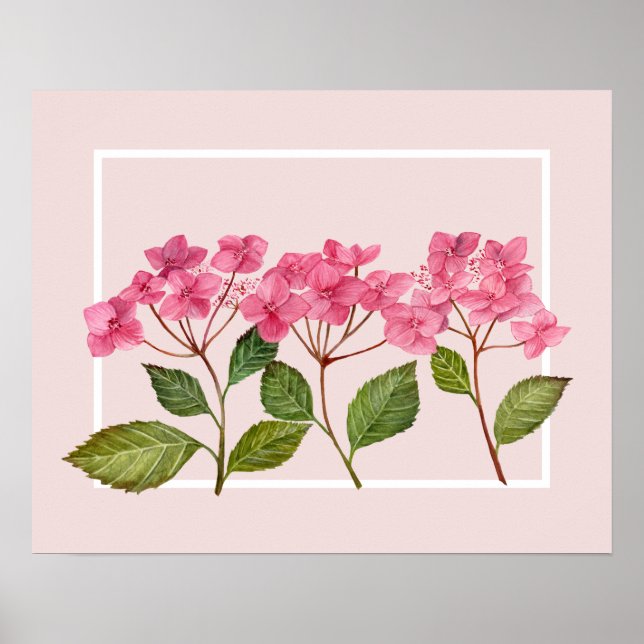 Poster Aquarelle rose Hydrangée Lacecaps Illustration (Devant)