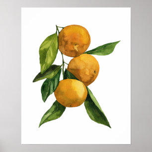 Poster Aquarelle Tangerines organiques