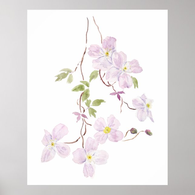 Poster aquarelle violette de clematis (Devant)