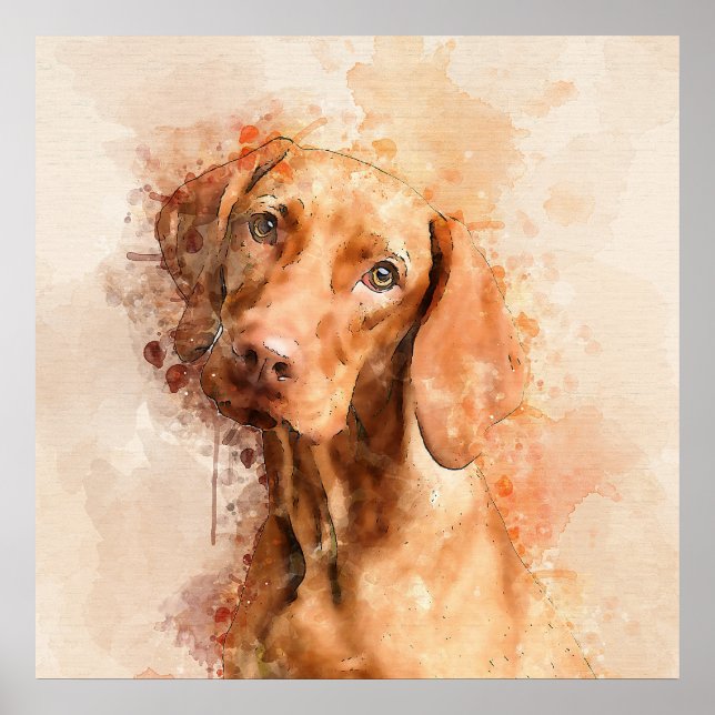 Poster Aquarelle Vizsla (Devant)
