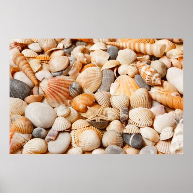 Poster Aquarium Collection Coquillages (Devant)