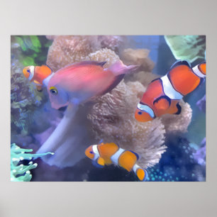 Poster Aquarium de poissons de clown