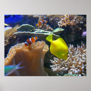 Poster Aquarium (Nemo)