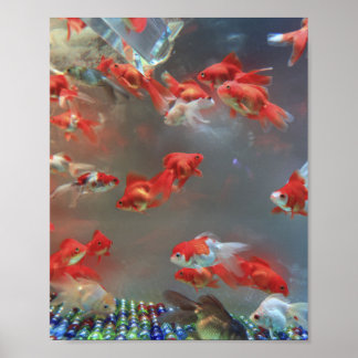 Poster Aquarium Poisson de marbre