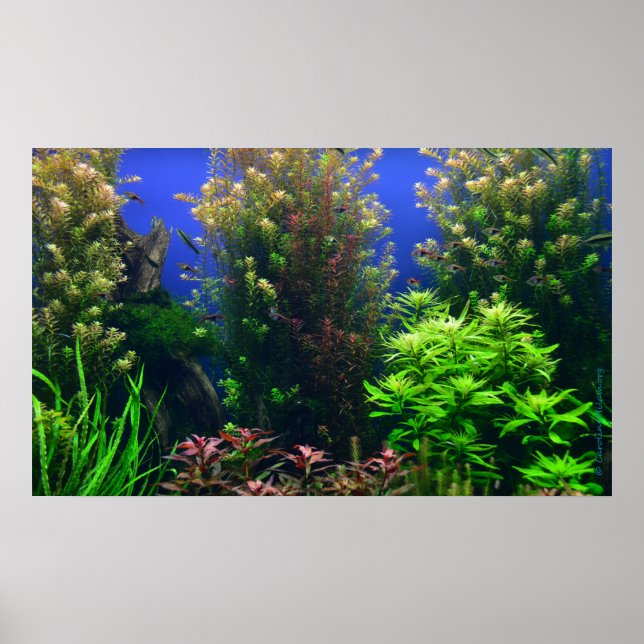 Poster Aquarium pour Aquarium Arrière - plan (Devant)