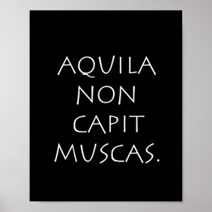 Poster Aquila non captive muscas