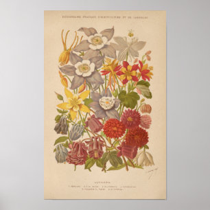 Poster Aquilegia   George Nicholson