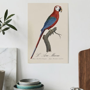 Poster Ara chloroptère, Ara chloropterus