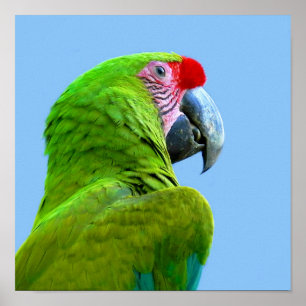Poster Ara Militaris Green Parrot