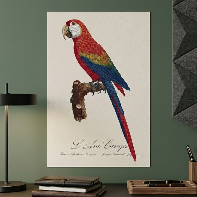 Poster Ara rouge ou Ara macao, Ara macao (Scarlet Macaw or Red-Breasted Macaw, Ara macao. Poster)