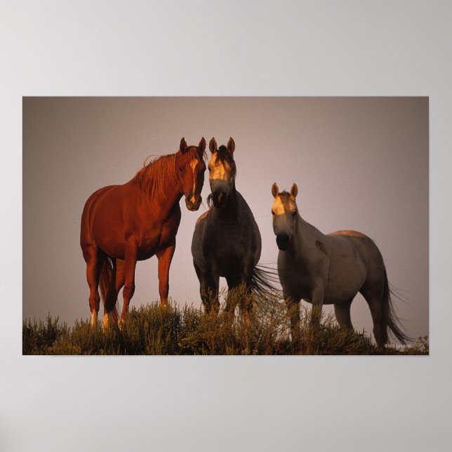 Poster Arabes au coucher du soleil (Devant)