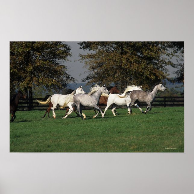 Poster Arabes en cours d'exécution sur le terrain (Devant)