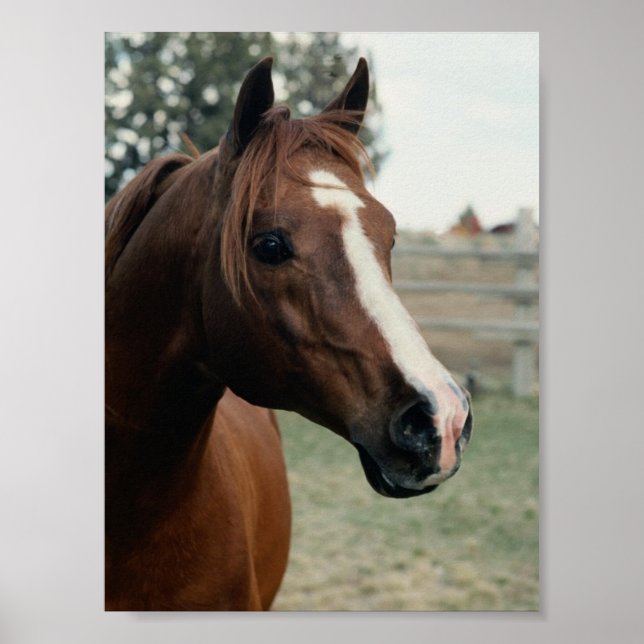 Poster Arabian au Pasture (Devant)