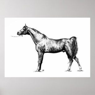 Poster Arabian en stylo et encre