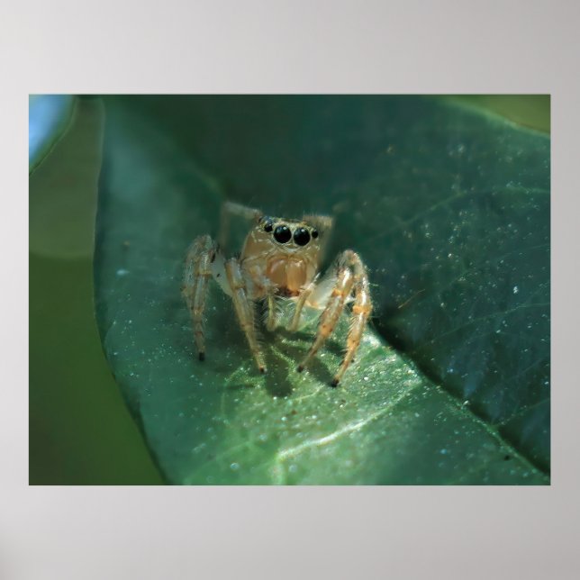 Poster Araignée (Devant)