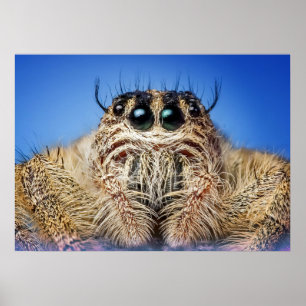 Poster Araignée