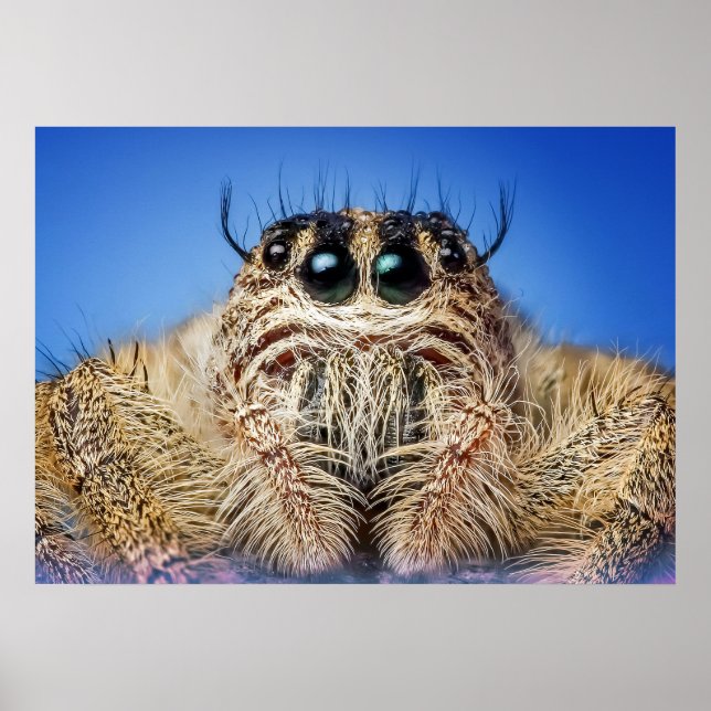 Poster Araignée (Devant)