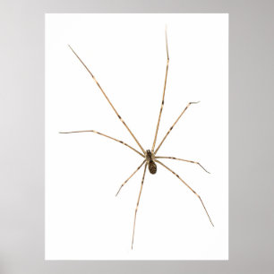Poster Araignée