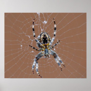 Poster Araignée