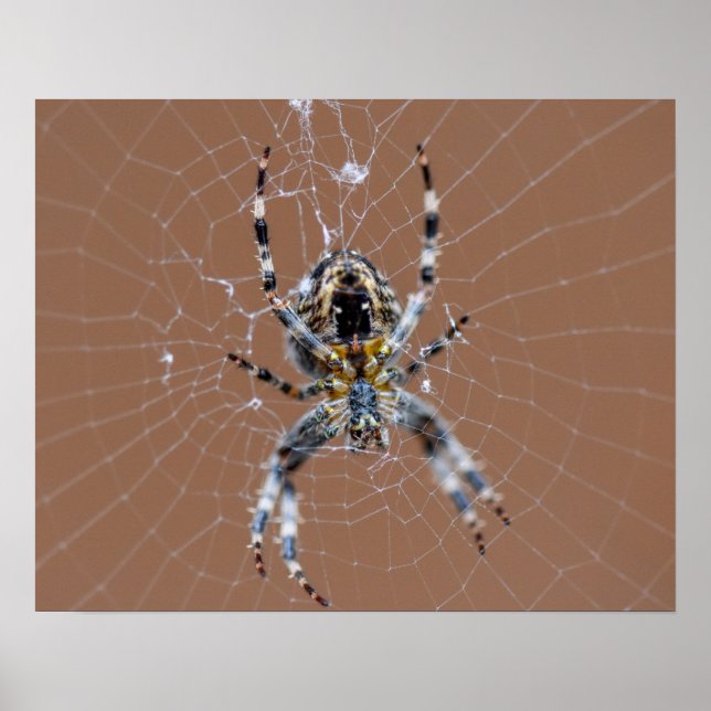 Poster Araignée (Devant)