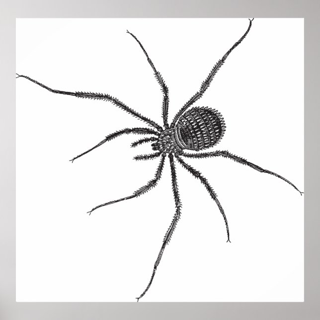 Poster Araignée à longues pattes (Devant)