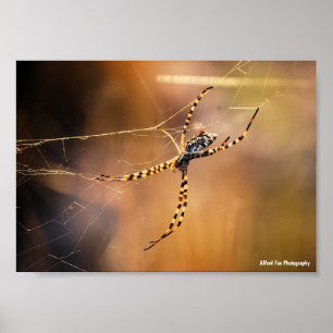 Poster Araignée à toile orbiculaire rubanée