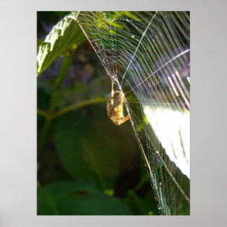 Poster Araignée dangereuse
