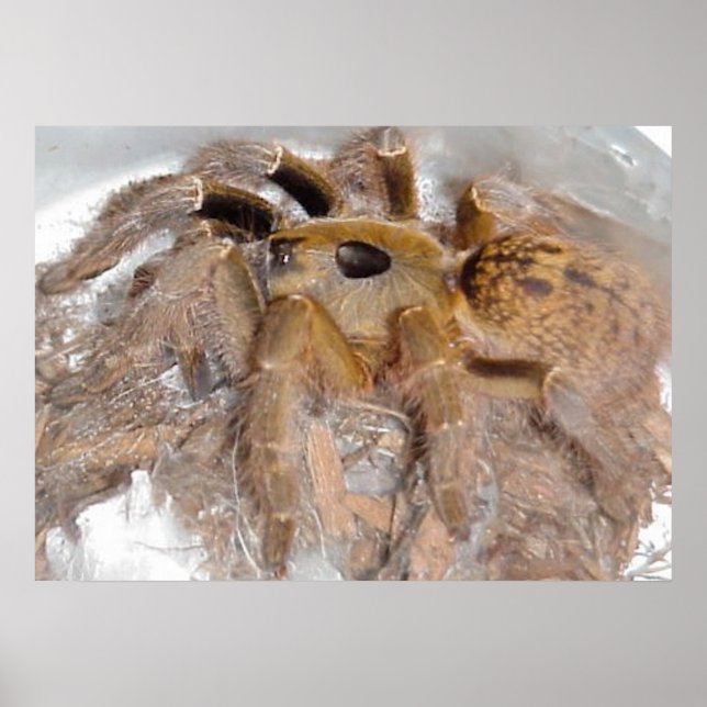 Poster Araignée de babouin de Grande Corne (Devant)