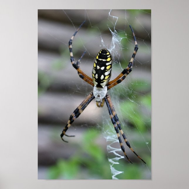 Poster Araignée de banane (Devant)