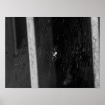 Araignée de cave