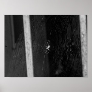 Poster Araignée de cave