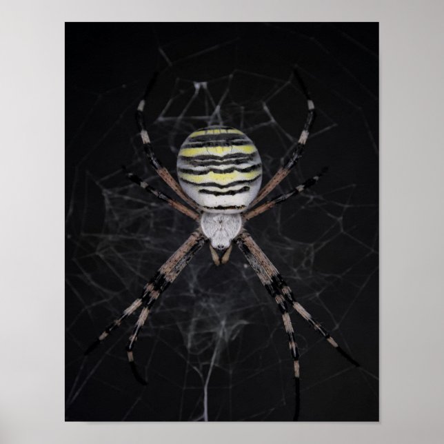 Poster Araignée de jardin bordée d'or | Cadeau aux amateu (Devant)