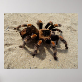 Poster Araignée de Tarantula du Flameknee mexicain