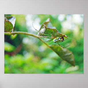 Poster Araignée de verger à orbite - Leucauge venusta
