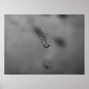 Poster Araignée diadème
