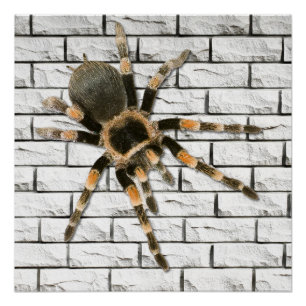Poster araignée mygale (Brachypelma smithi). 