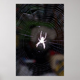 Poster Araignée n Web 2