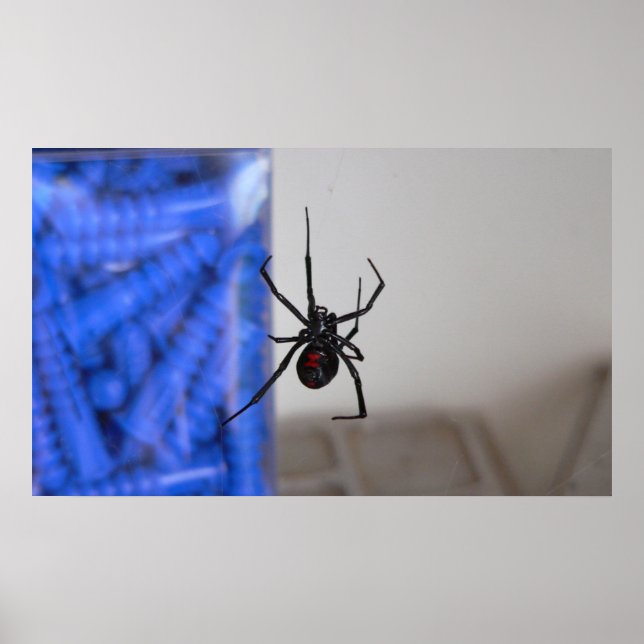 Poster Araignée noire (Devant)