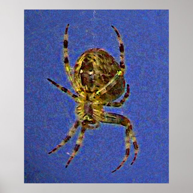 Poster Araignée orbitale colorée (Devant)