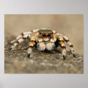 Poster Araignée sauteuse blanche et orange