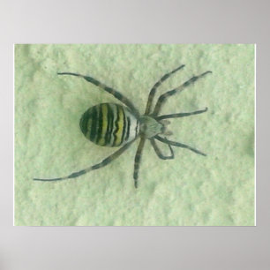 Poster Araignee spider