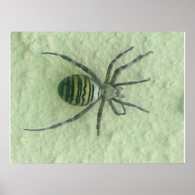 Poster Araignee spider (Devant)