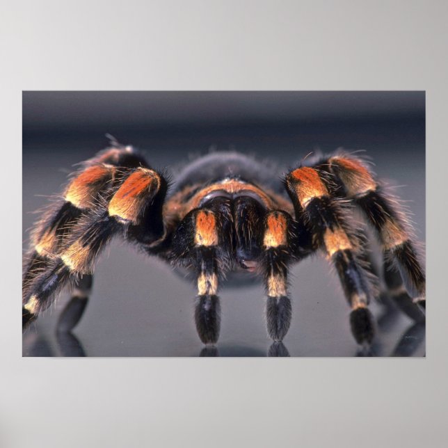 Poster Araignée Tarantula effrayante (Devant)