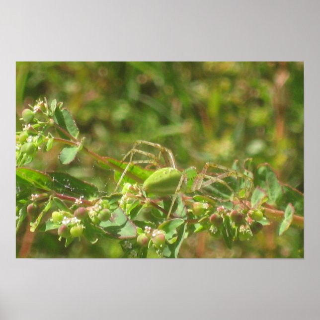 Poster Araignée verte Lynx (Devant)