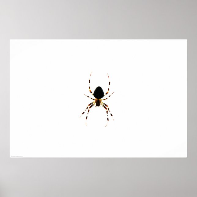 Poster Araignée wapcn (Devant)