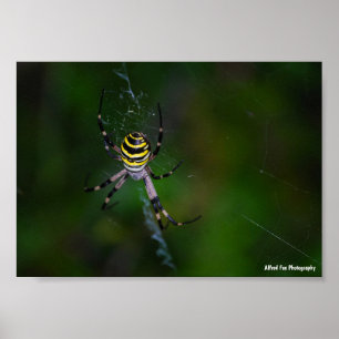 Poster Araignée waspe, Argiope